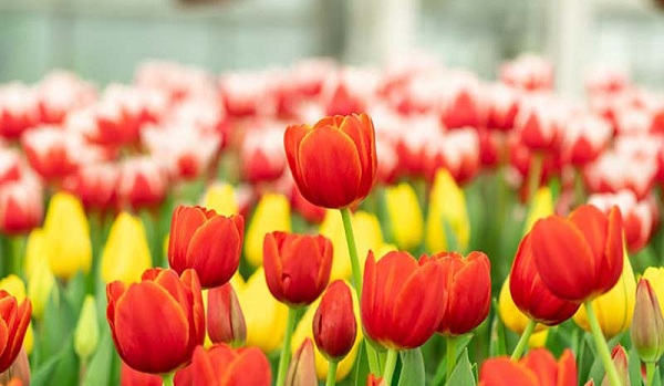 Đắm chìm trong ngàn sắc hoa Tulip rực rỡ tại Lễ hội hoa Vinpearl Land Nha Trang