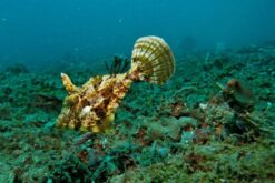 diving-nha-trang4-960x640