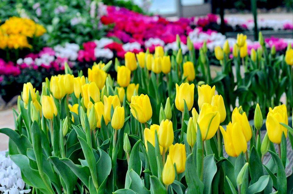 hoa tulip