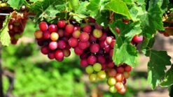 Vườn nho Ba Mọi