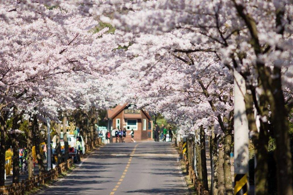 Tour Hàn Quốc ngắm hoa anh đào khởi hành từ Nha Trang - Ảnh 9