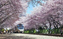 tthq-hoa-anh-dao-jinhae-01-770x481