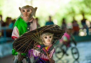 Du lịch Nha Trang 4 ngày 3 đêm: Du ngoạn vịnh Nha Phu - tham quan thành phố biển