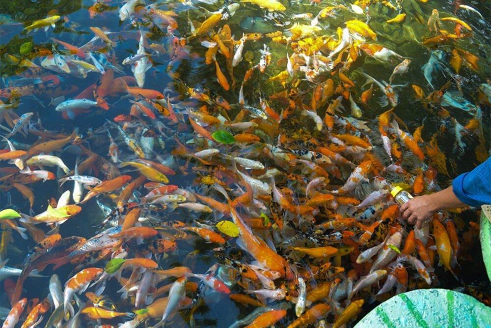 tour-yang-bay-nha-trang-1-ngay