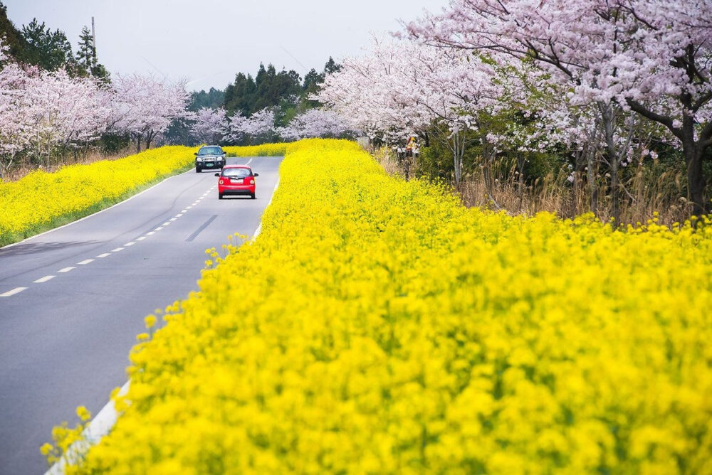 Tour Jeju Hàn Quốc 4N3Đ khởi hành từ Nha Trang - Ảnh 4