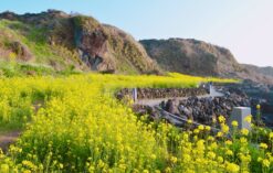 jeju canola 5