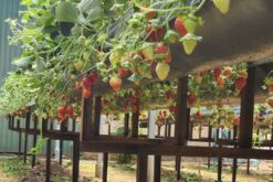 tour da lat 1 ngay tu nha trang 3