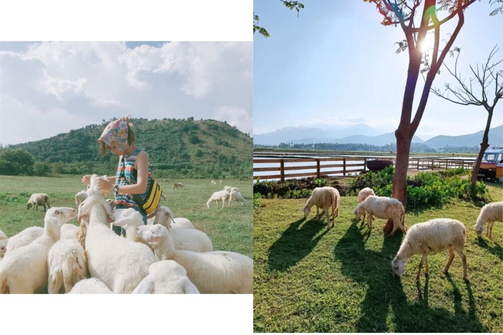 Tour Ninh Thuận 1 ngày khởi hành từ Nha Trang trọn gói giá rẻ - Ảnh 3