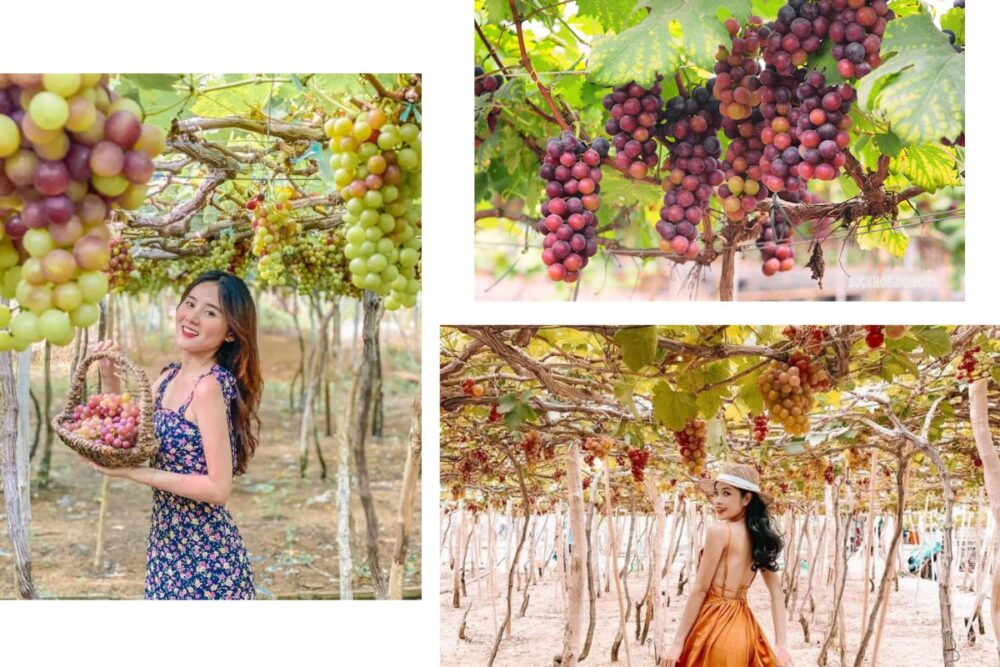 Tour Ninh Thuận 1 ngày khởi hành từ Nha Trang trọn gói giá rẻ - Ảnh 7