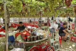 tour ninh thuan 1 ngay 7