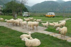 nha trang 4n3d kong forest hon tam vinwonders vinh hy hang rai dong cuu 1 8
