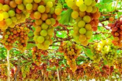 tour tphcm ninh thuan 3n2d 2