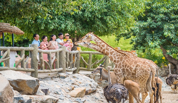 Tiếp xúc với hươu cao cổ - loài động vật đáng yêu, hiền lành