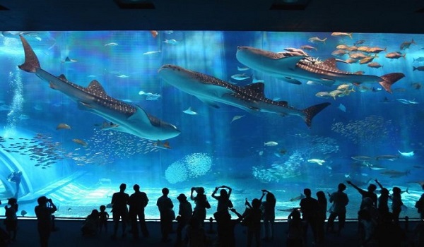 Ngằm nhìn thế giới dưới đáy đại dương khi ghé thăm Sea World