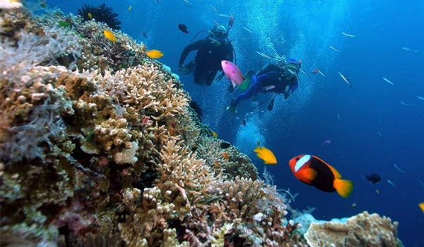 Lặn biển để ngắm san hô và sinh vật biển với Tour khám phá đại dương