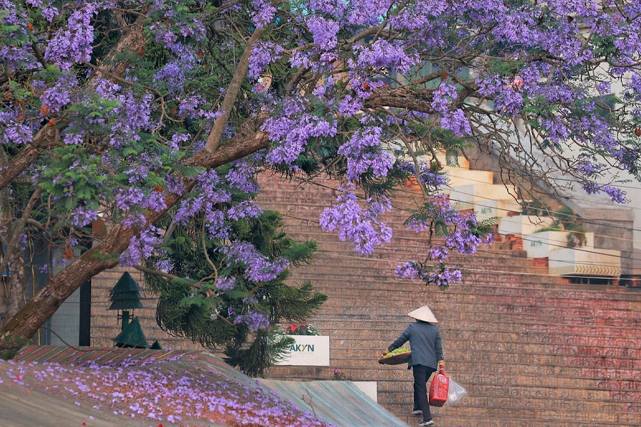 Mùa hoa phượng tím ở Đà Lạt khiến nhiều người xao xuyến