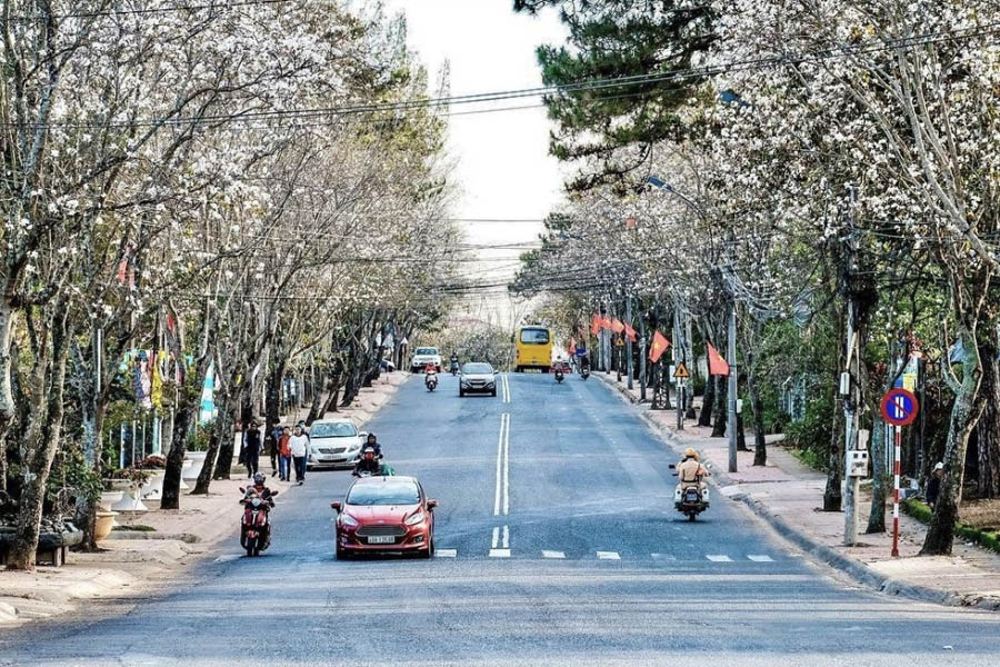 Một góc đường hoa ban nở rộ ở Đà Lạt
