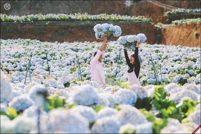 Làng hoa Vạn Thành với những ruộng hoa rực rỡ màu sắc