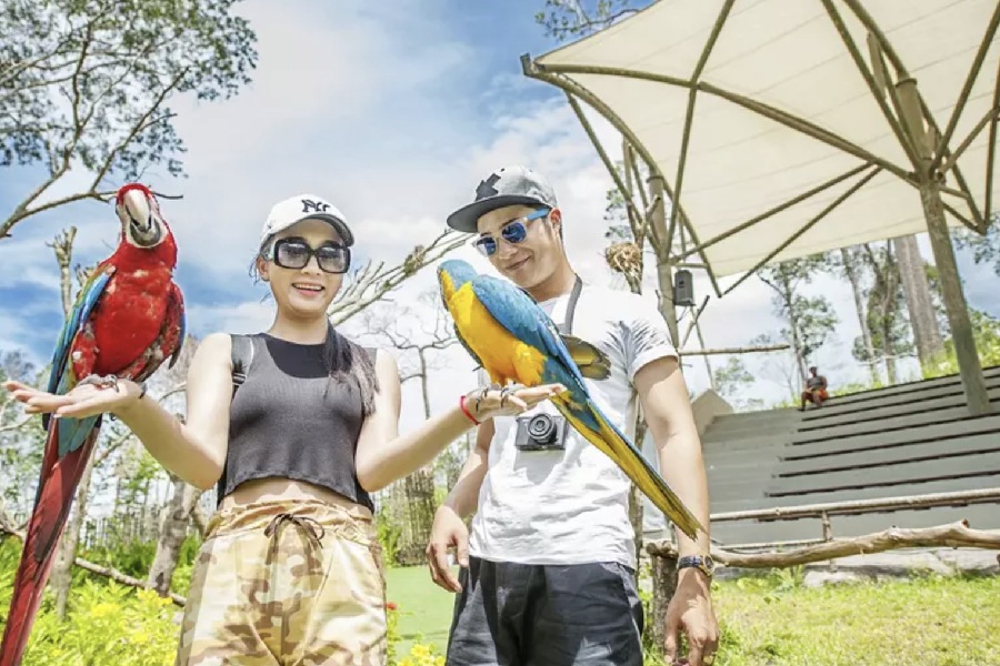 Show diễn với các chú chim đầy thú vị