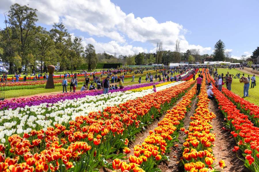 Mùa xuân Sydney với những sắc hoa rực rỡ