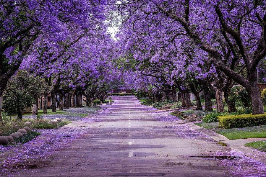 Những con đường tràn ngập sắc hoa phượng tím của mùa xuân Sydney