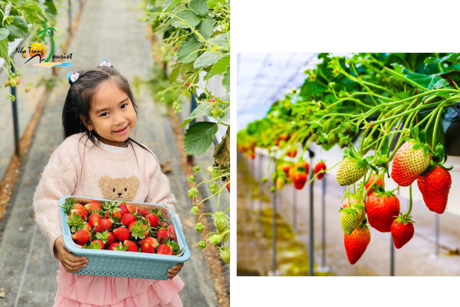 dia diem tham quan tai da lat phu hop voi gia dinh co tre em206