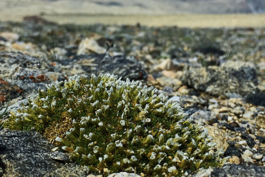 du lich cuu trai cau mua gi lam qua205