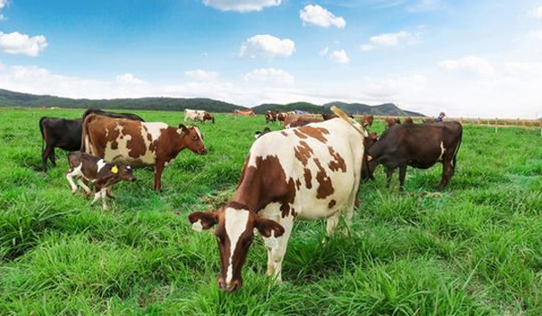 Những chú bò thong thả gặm cỏ tại Dalat Milk Farm