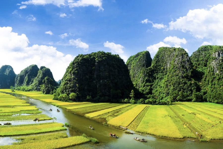 Cảnh đẹp Tràng An mùa hè với đồng lúa chín vàng