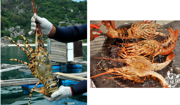 du-lich-nha-trang-5 Tôm hùm Bình Ba - Món ăn đặc sản trứ danh miền biển đảo