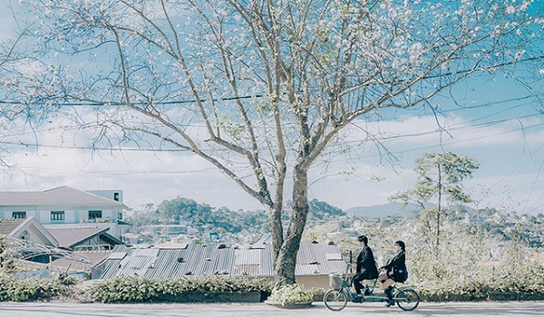 gia-tour-du-lich-nha-trang-da-lat-1201 Đà Lạt tháng 1 ngập tràn sắc hoa Ban trắng