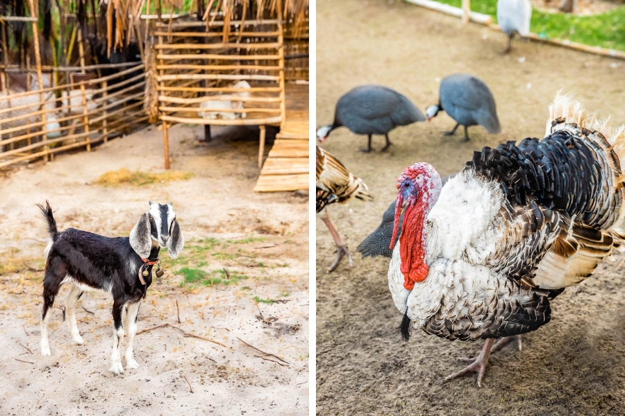 Nông trại Fusion Farm thuộc khu Fusion Resort Cam Ranh