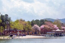 du lich han quoc mua xuan tu nha trang 3