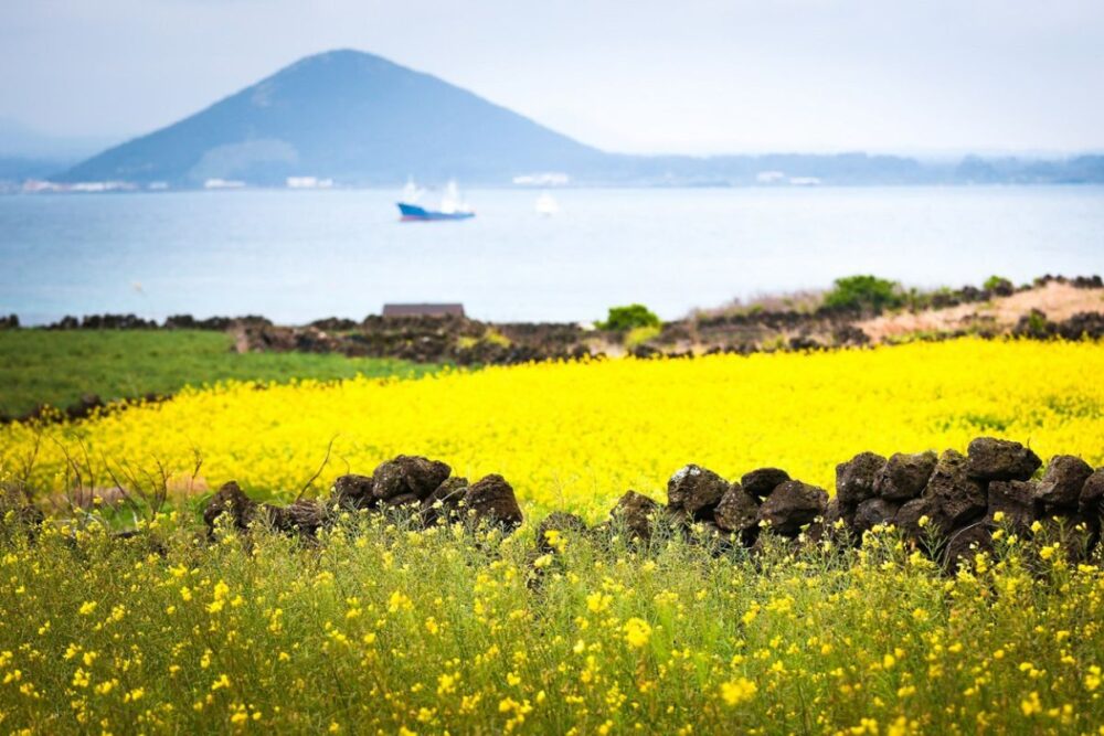 Tour khám phá đảo Jeju 4N3đ (bay thẳng từ sân bay Cam Ranh) - Ảnh 13