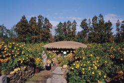 tour dao Jeju 4