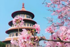 Tour Đài Loan ngắm hoa anh đào khởi hành từ Nha Trang