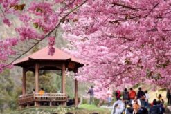 tour dai loan ngam hoa anh dao 6