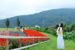 tour nha trang da lat ninh thuan mui ne 9n8d op2 13