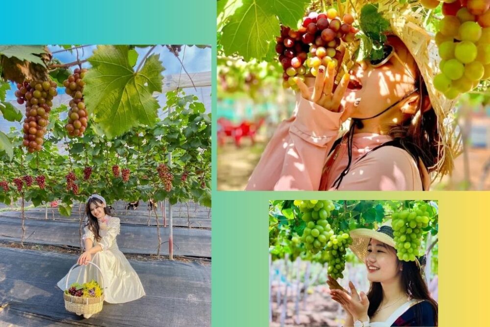 Tour Nha Trang - Đà Lạt - Ninh Thuận 7N6Đ (Lựa chọn 2) - Ảnh 16