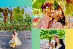 tour nha trang da lat ninh thuan mui ne hcm 9n8d op1 15