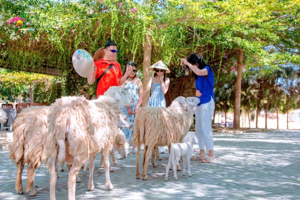 Tour Ninh Thuận 4N3Đ: Khám phá Vĩnh Hy - Đồi cát - Vườn nho - Ảnh 4