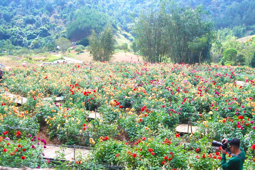 Hành trình trải nghiệm cao cấp dành cho khách Việt kiều về thăm quê hương 14 trai nghiem tour nha trang da lat ninh thuan gia dinh co ton hue san 13