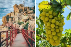 Tour Vĩnh Hy - Vườn Nho - Hang Rái - Đồng Cừu 1 ngày khởi hành từ Nha Trang
