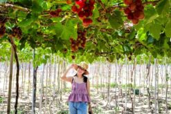 tour suoi nuoc ngot vuon nho deo vinh hy 5