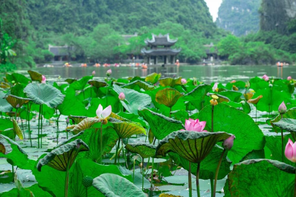 Tour Hà Nội - Ninh Bình - Hạ Long - Yên Tử 3N2Đ | Trọn Gói Giá Tốt - Ảnh 8