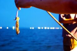 Tour câu mực đêm Nha Trang