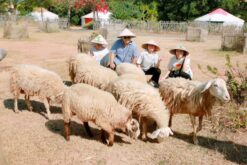 Suoi Tien Sheep Farm